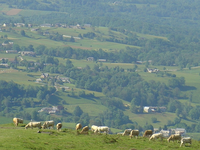 DSC00787